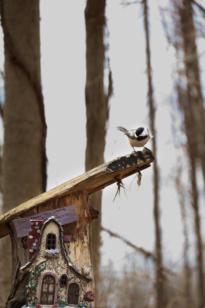 Chickadee on top of a fairy house