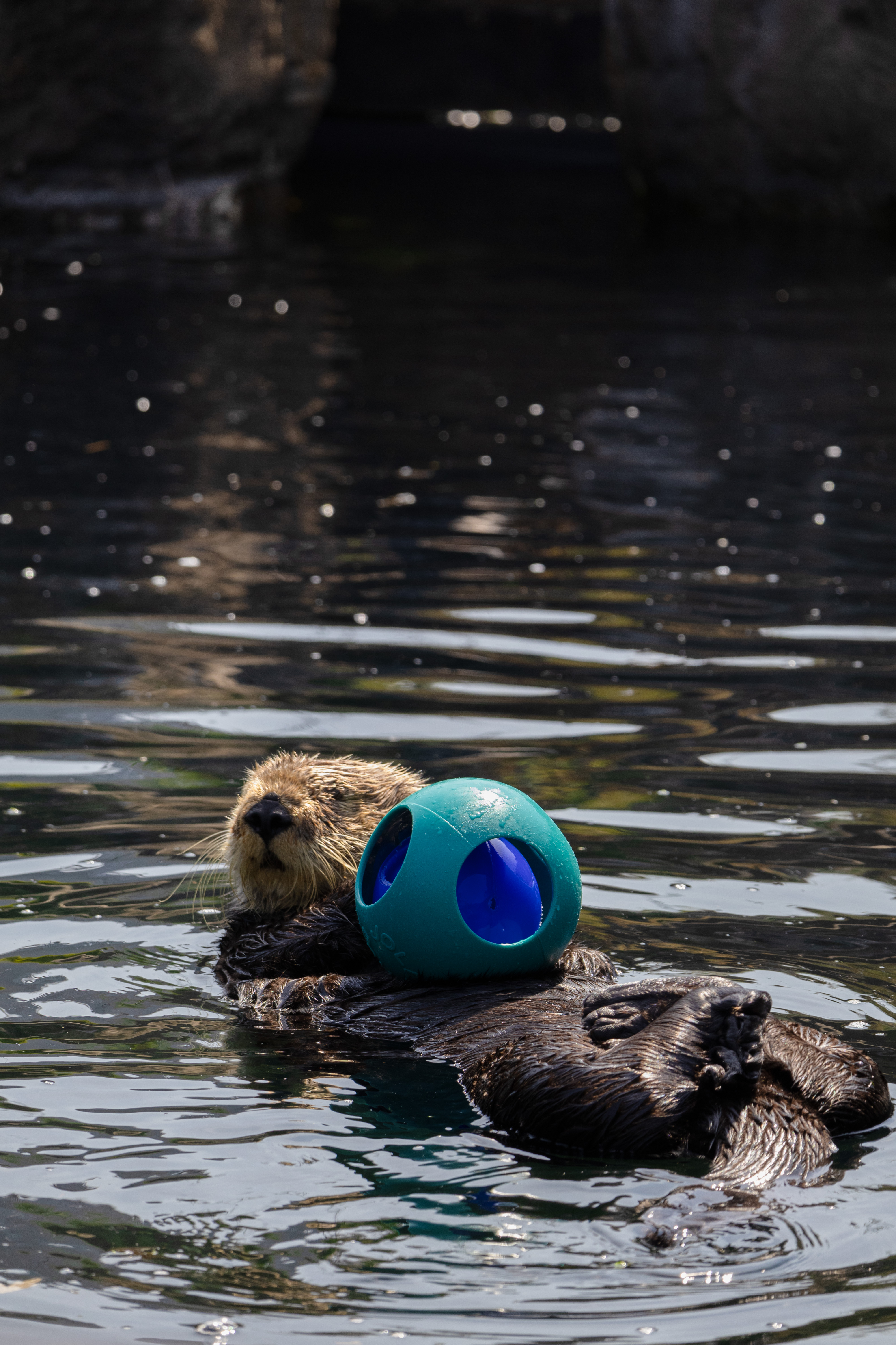 Sea otter playing