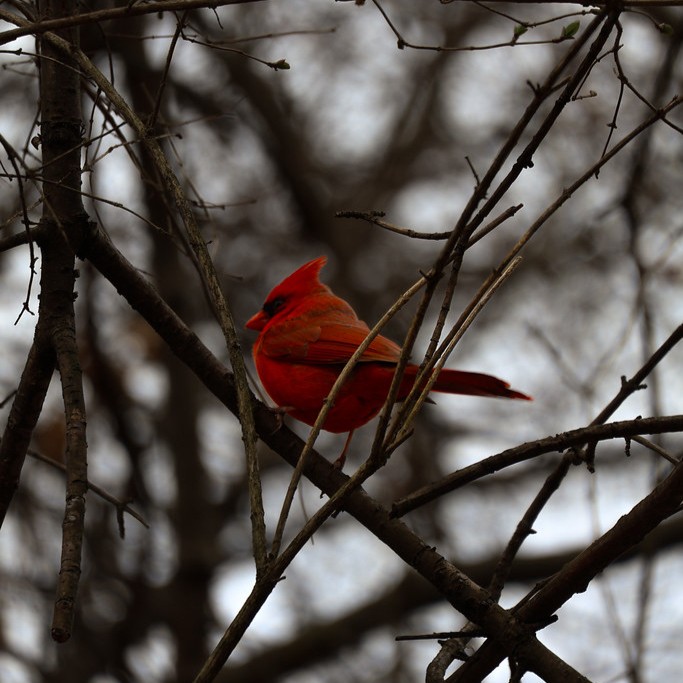 Cardinal perched on a branch
