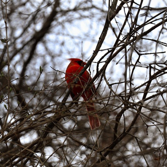 Cardinal perched on a branch
