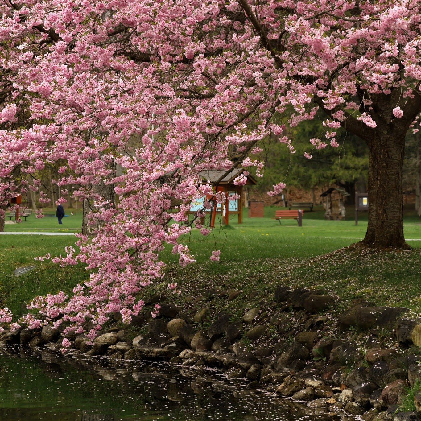 Cherry blossom tree overhanging a lake