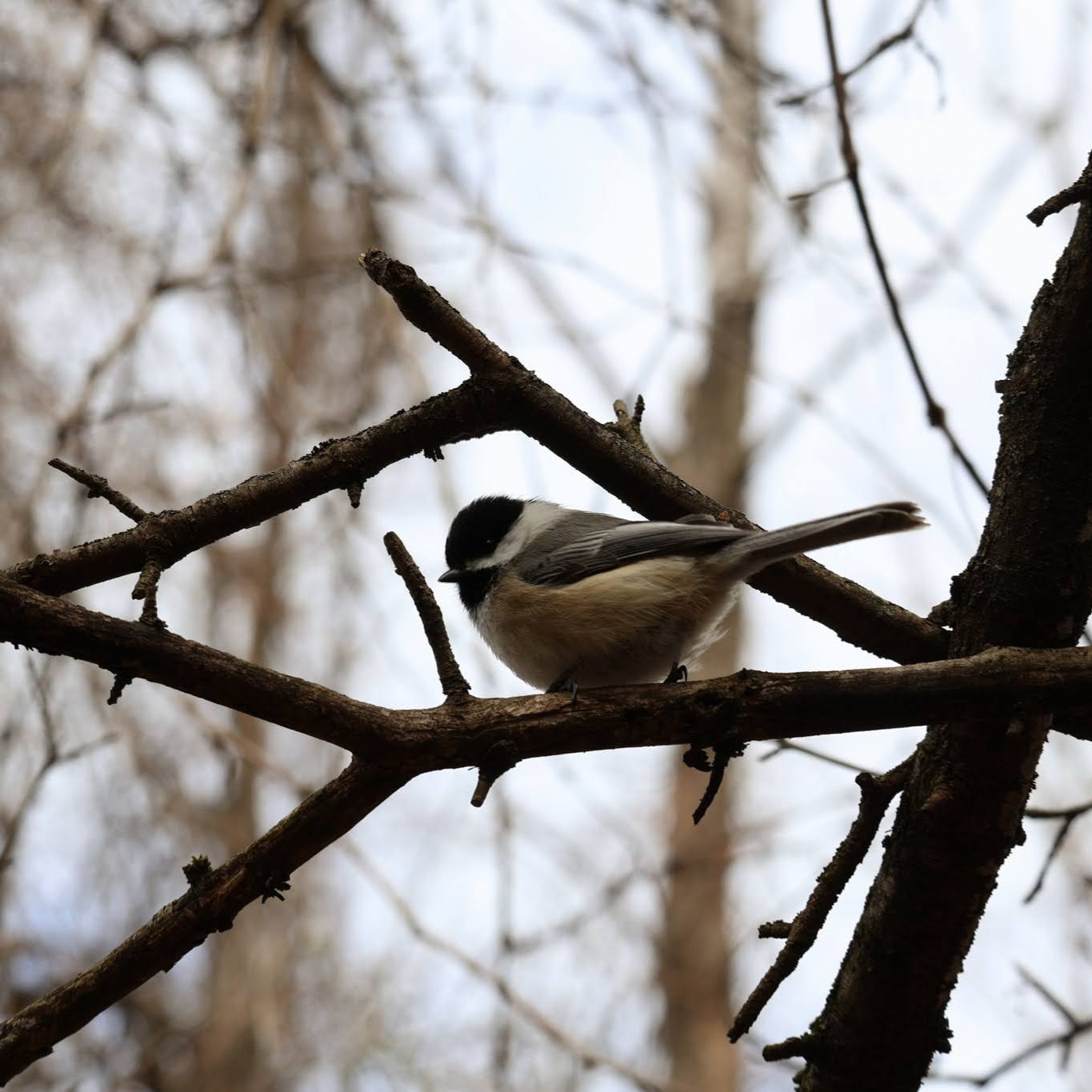 Chickadee perched on a branch