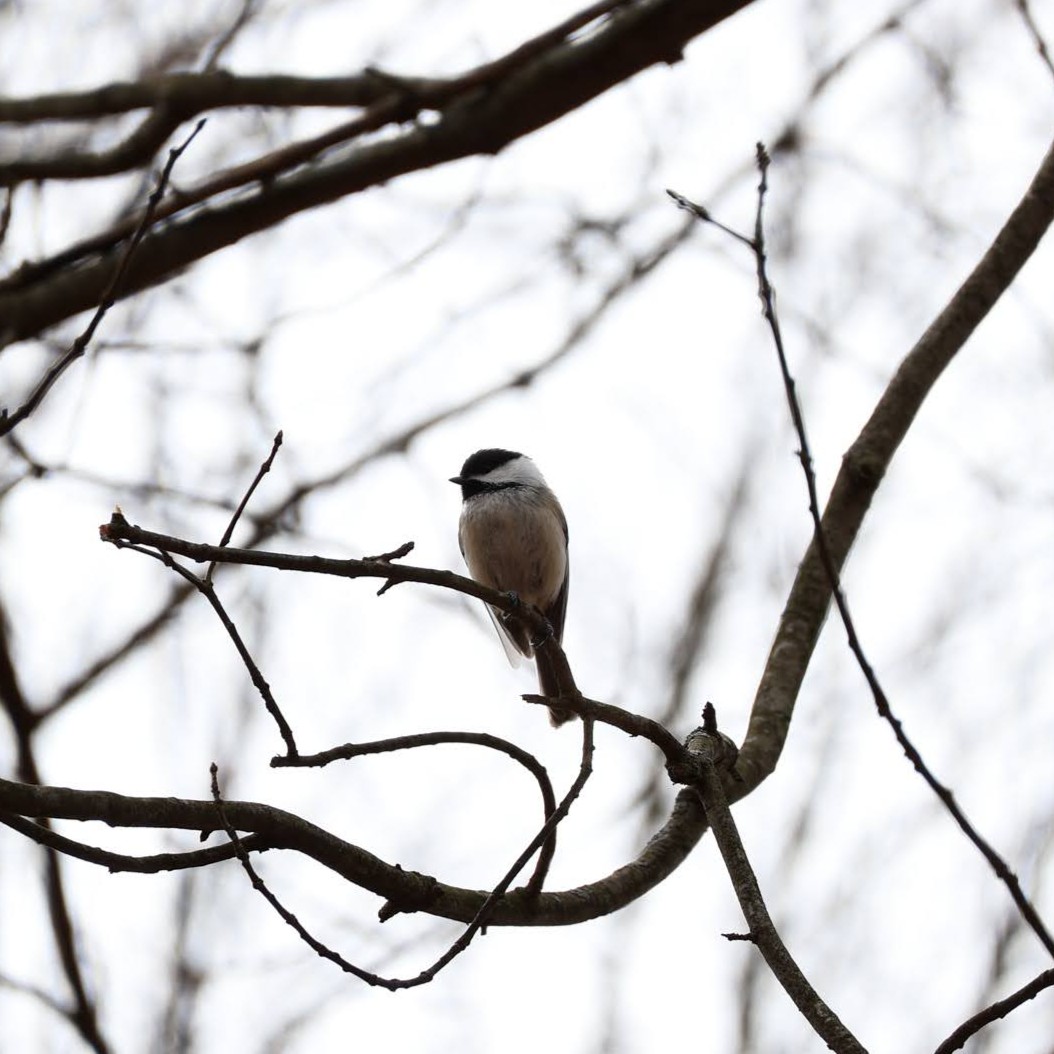 Chickadee perched on a branch