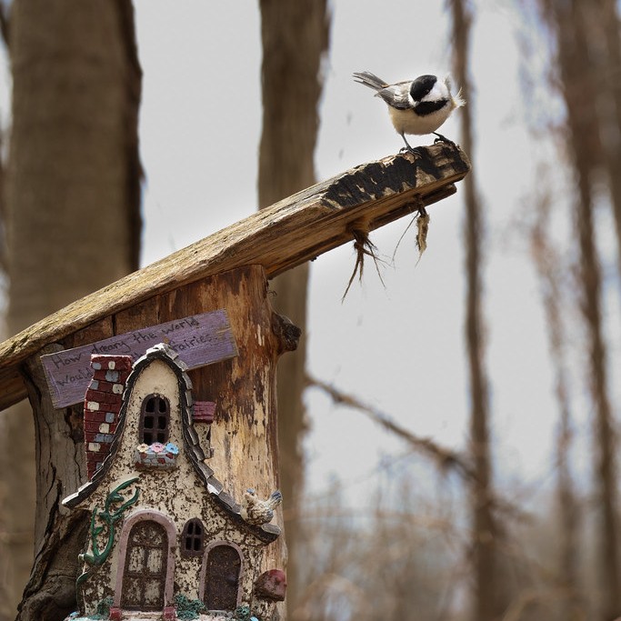 Chickadee on top of a fairy house