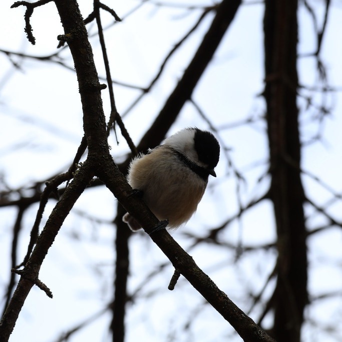 Chickadee perched on a branch
