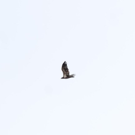 Juvenile Bald Eagle