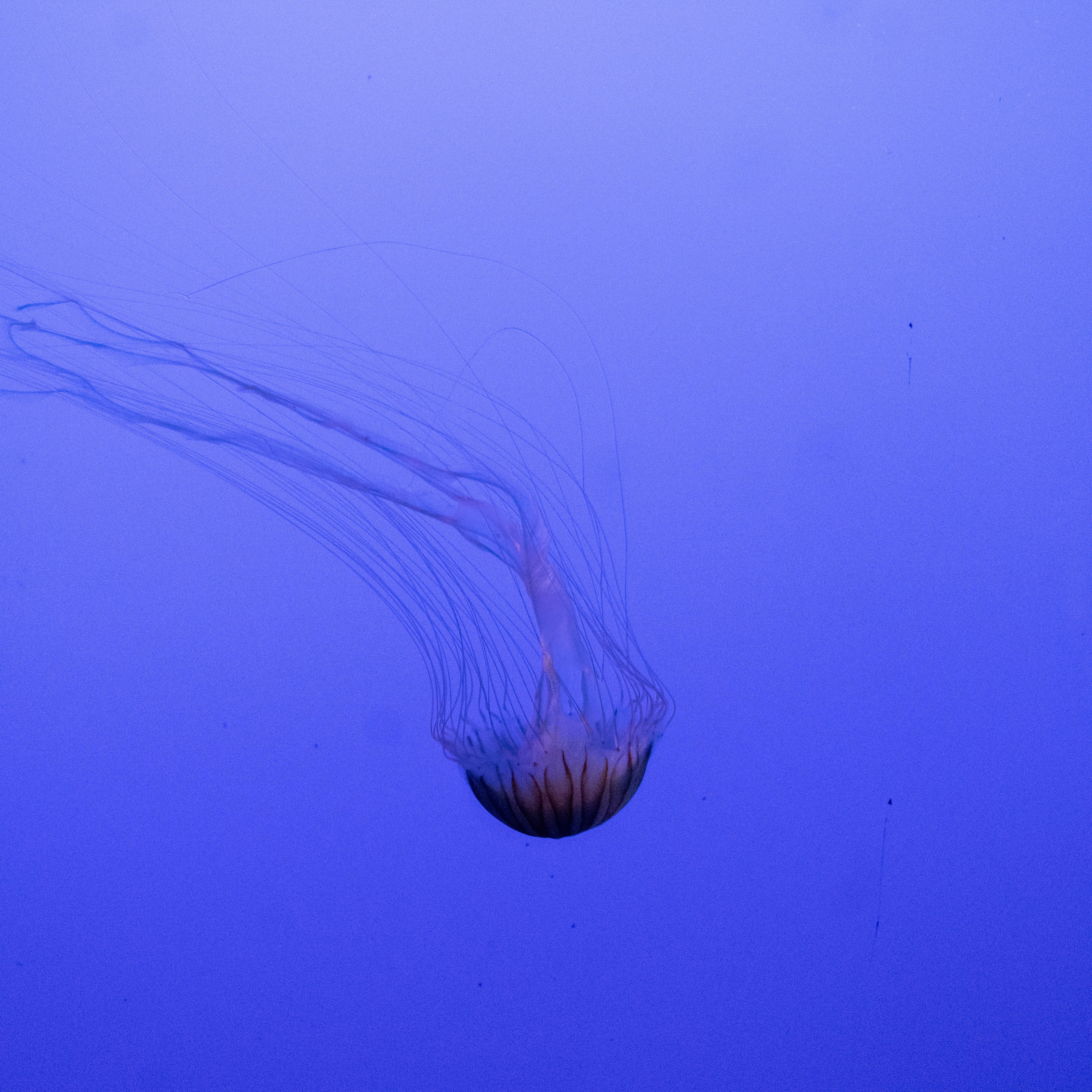 Jellyfish