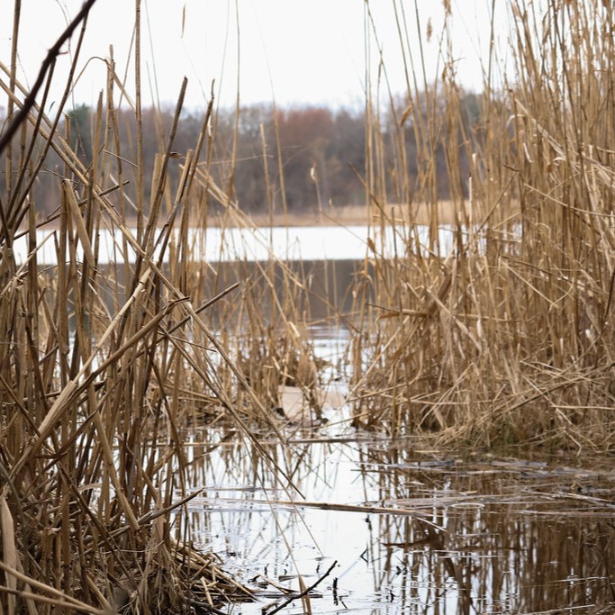 Reeds on a lake