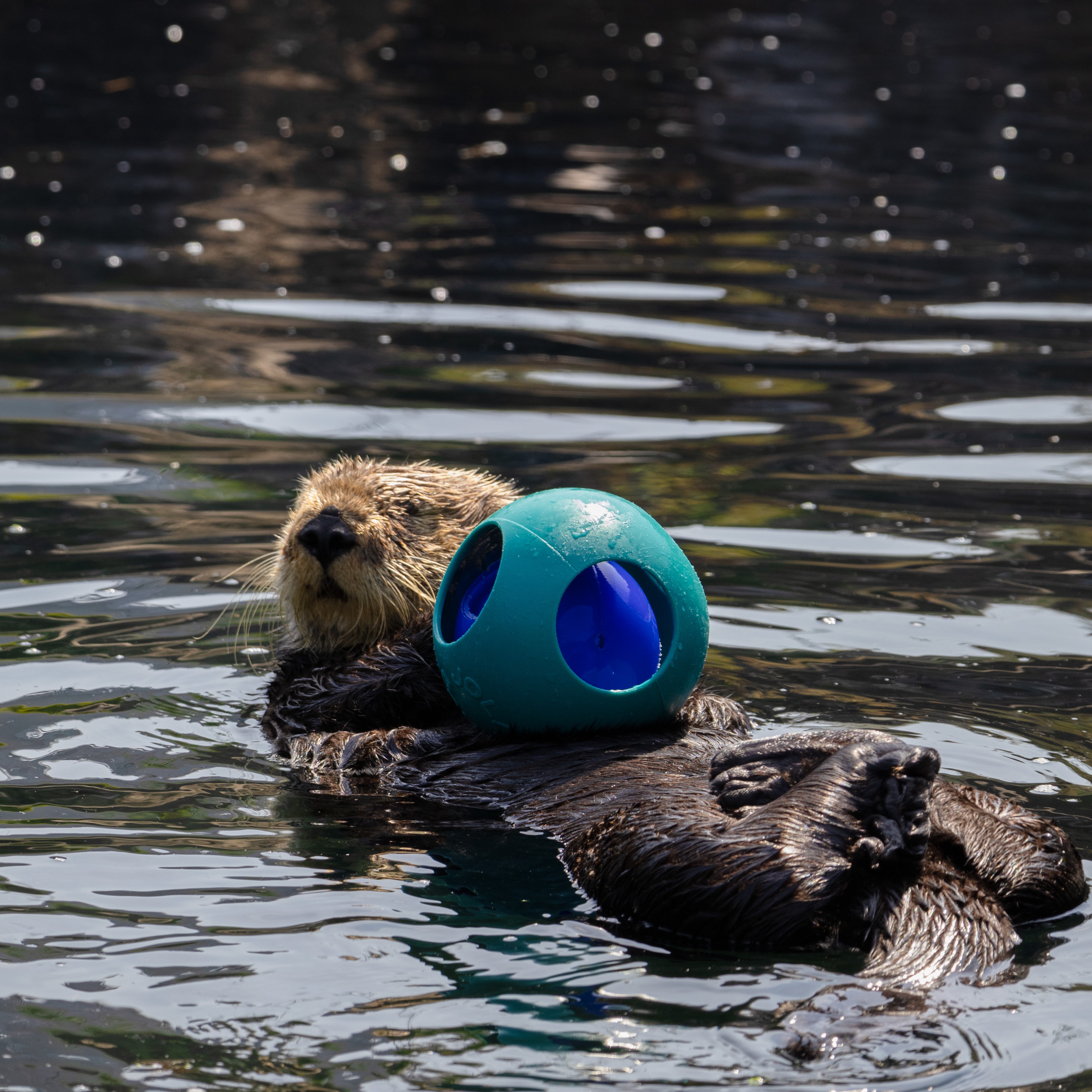 Sea otter playing