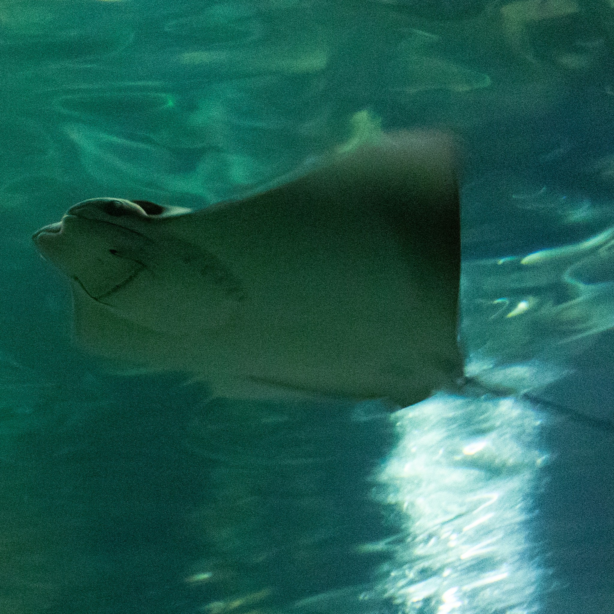 Sting ray