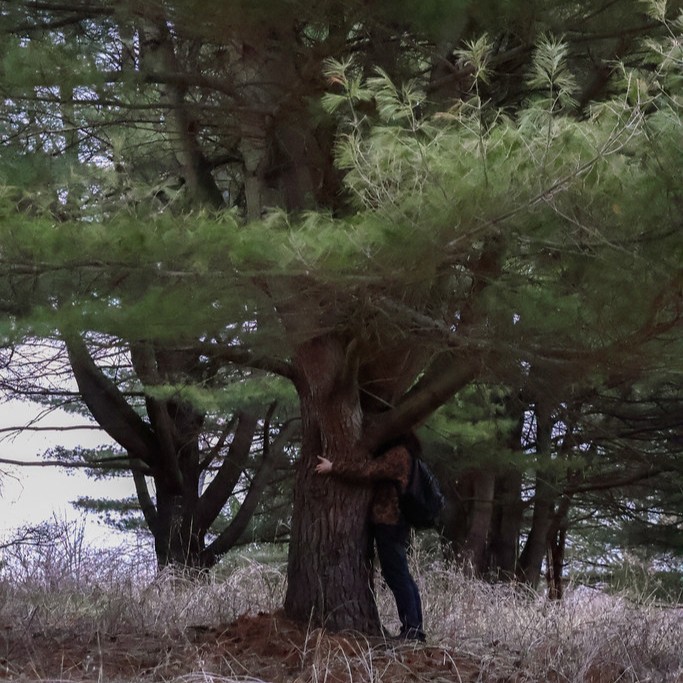 Tree hugging